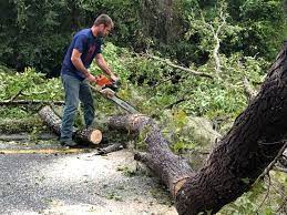 Best Fruit Tree Pruning  in Circle D Kc Estates, TX