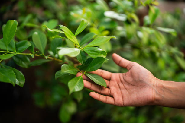 Best Tree Health Inspection  in Circle D Kc Estates, TX