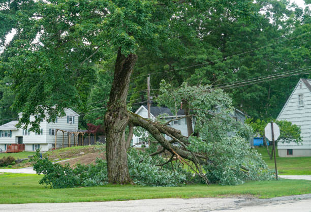Leaf Removal in Circle D Kc Estates, TX